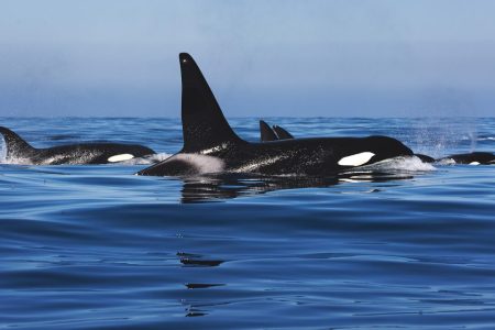Pods of orcas ram sailboats off the Portuguese coast