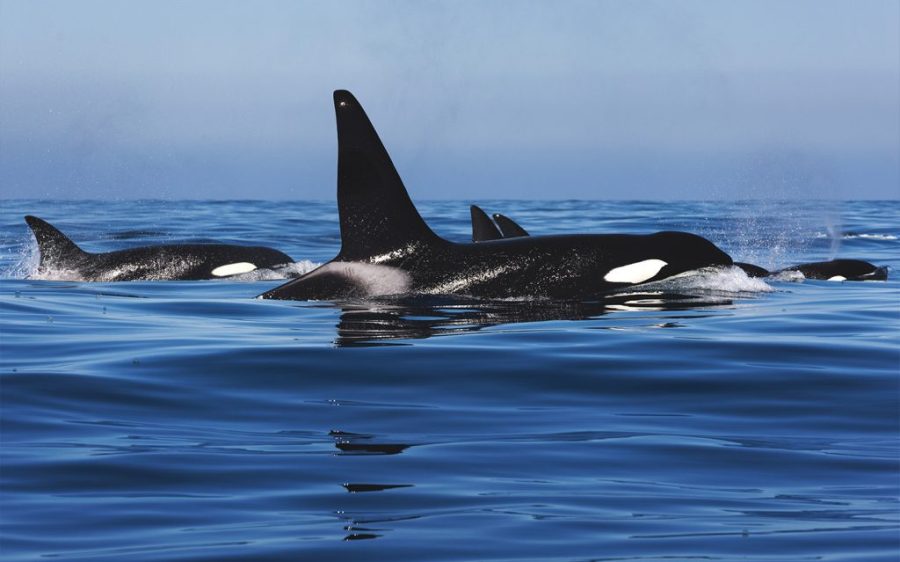 Pods of orcas ram sailboats off the Portuguese coast