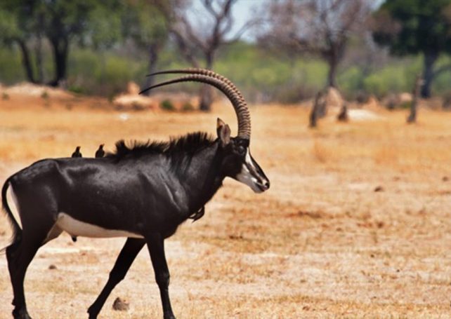 The giant sable antelope, Angola’s national symbol, is critically endangered