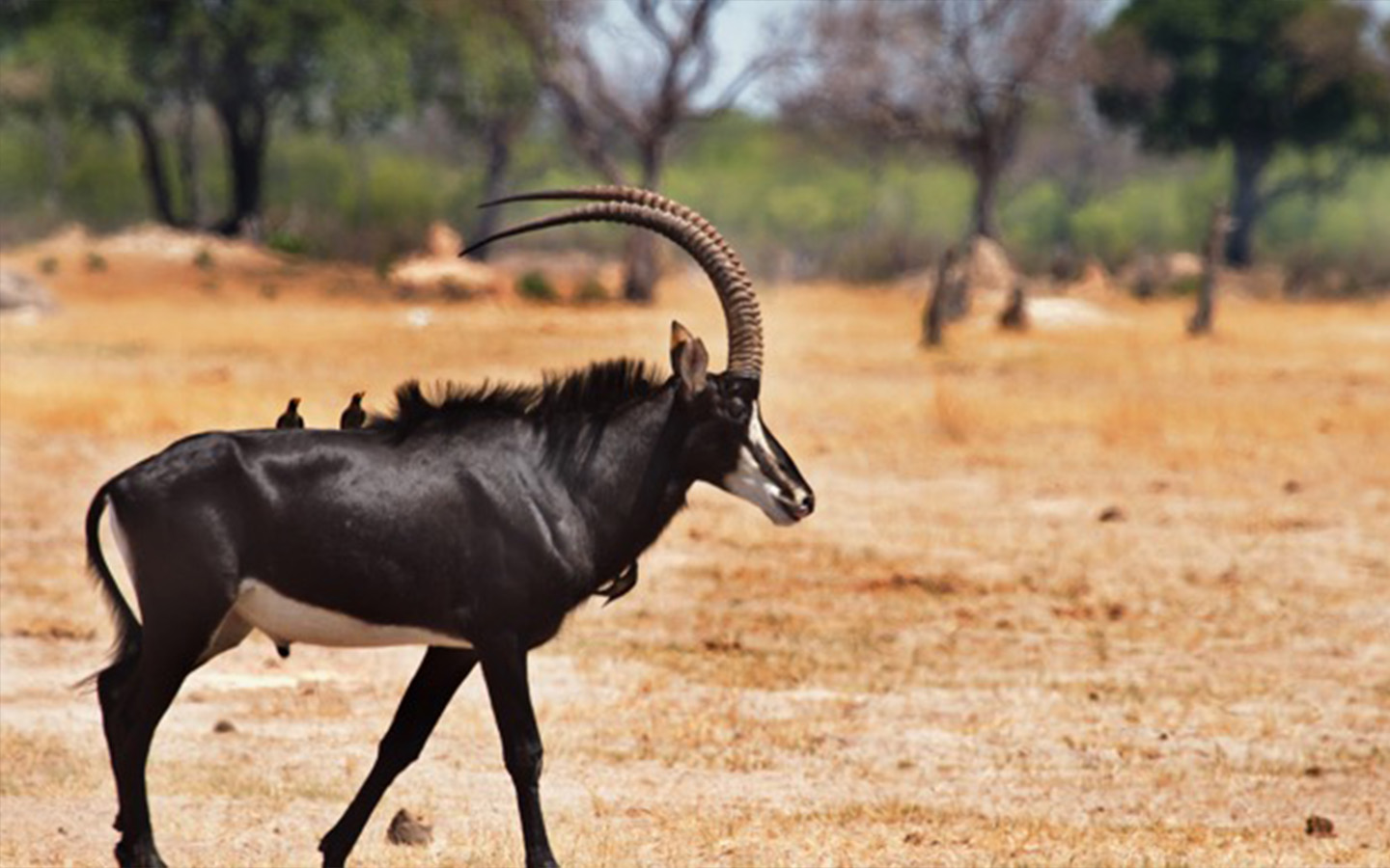 The giant sable antelope, Angola’s national symbol, is critically endangered