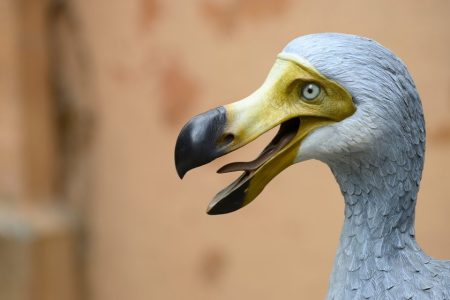 Are dodos coming back? One company says it can revive the extinct species