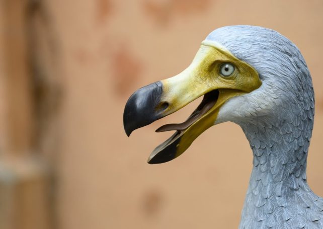 Are dodos coming back? One company says it can revive the extinct species