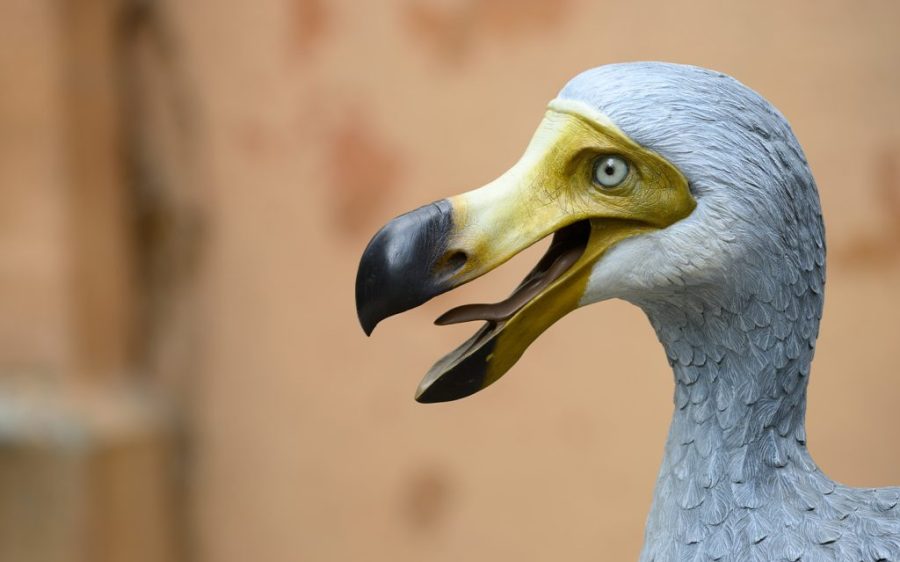 Are dodos coming back? One company says it can revive the extinct species
