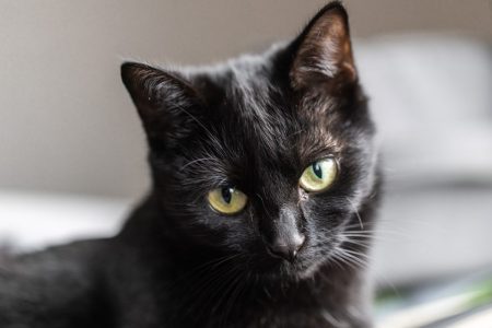 Spanish authorities are pausing black cat adoptions for Halloween Spanish authorities are pausing black cat adoptions for Halloween