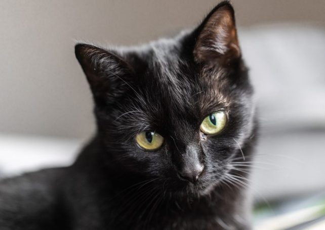 Spanish authorities are pausing black cat adoptions for Halloween Spanish authorities are pausing black cat adoptions for Halloween