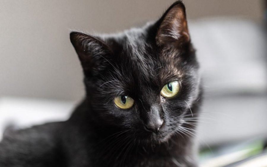 Spanish authorities are pausing black cat adoptions for Halloween