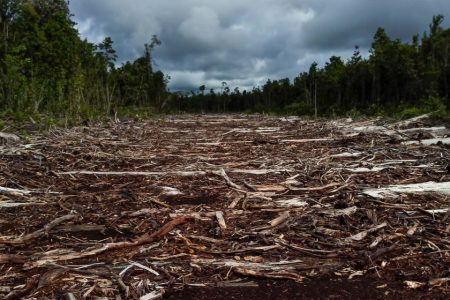 Brazil’s coffee industry is killing itself through deforestation