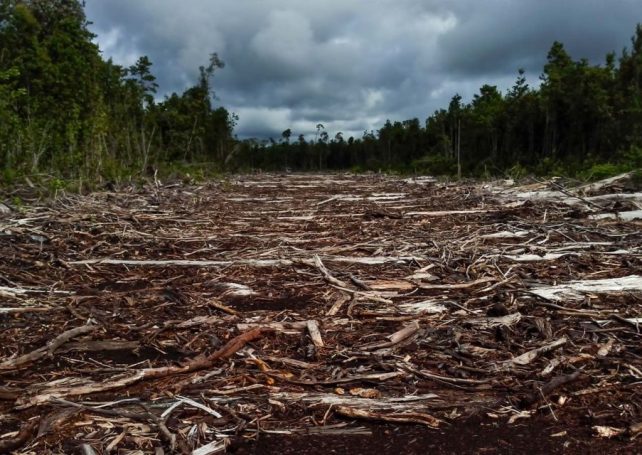 Brazil’s coffee industry is killing itself through deforestation Brazil’s coffee industry is killing itself through deforestation