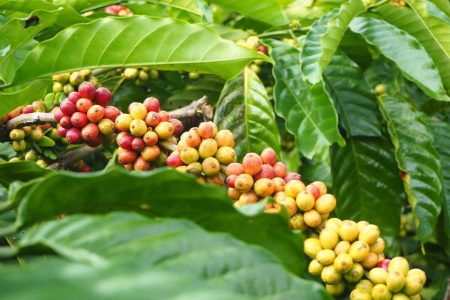 Brazil poised to contend for top robusta coffee exporter, outpacing Vietnam