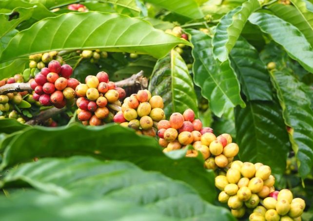 Brazil poised to contend for top robusta coffee exporter, outpacing Vietnam