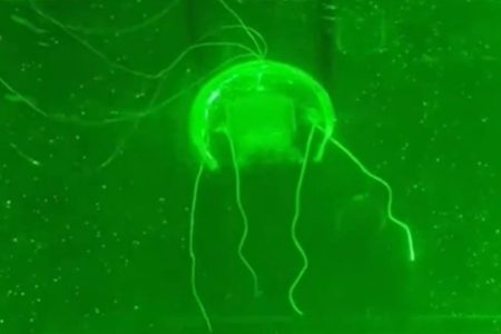 China’s ‘jellyfish robot’ promises to be a breakthrough in deep-sea exploration China’s ‘jellyfish robot’ promises to be a breakthrough in deep-sea exploration