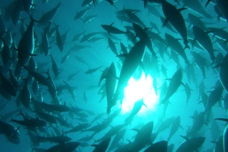 São Tomé and Príncipe inks lucrative fisheries agreement with EU