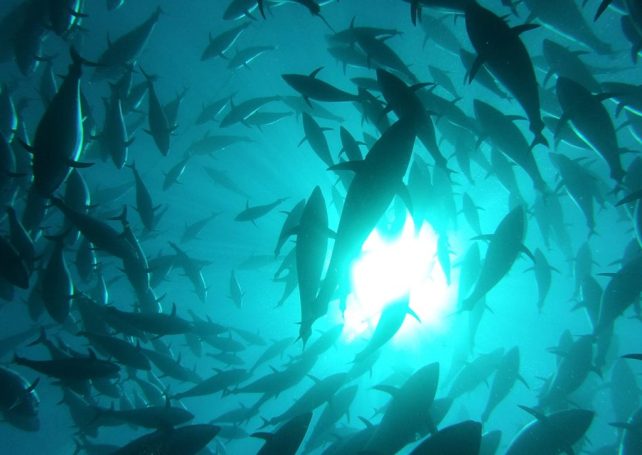 São Tomé and Príncipe inks lucrative fisheries agreement with EU