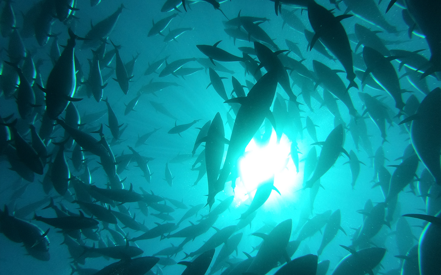 São Tomé and Príncipe inks lucrative fisheries agreement with EU