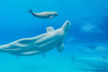 Zhuhai’s Chimelong resort has become snared in Canadian standoff over beluga whales