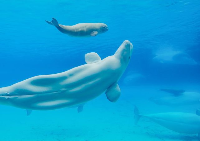 Zhuhai’s Chimelong resort has become snared in Canadian standoff over beluga whales