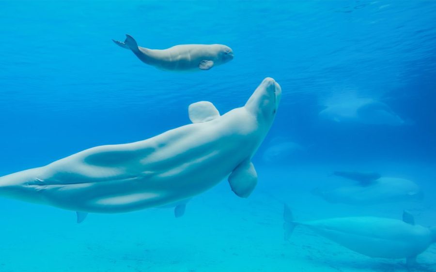 Zhuhai’s Chimelong resort has become snared in Canadian standoff over beluga whales