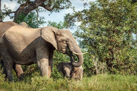 Mozambique could be redrawing the borders of its conservation areas Mozambique could be redrawing the borders of its conservation areas