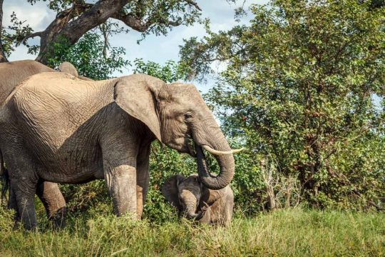 Mozambique could be redrawing the borders of its conservation areas