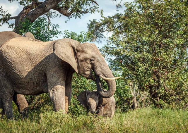 Mozambique could be redrawing the borders of its conservation areas