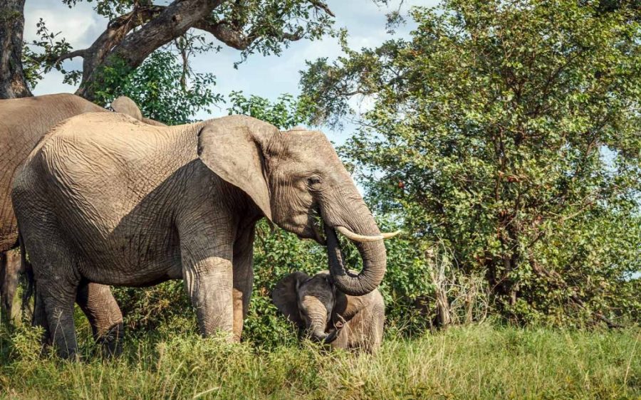 Mozambique could be redrawing the borders of its conservation areas