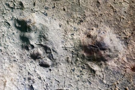 Ancient Neanderthal footprints discovered in Portugal’s Algarve coast