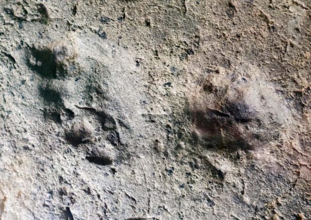 Ancient Neanderthal footprints discovered in Portugal’s Algarve coast