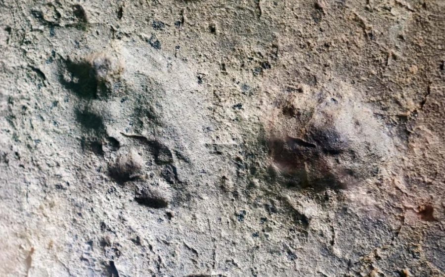 Ancient Neanderthal footprints discovered in Portugal’s Algarve coast