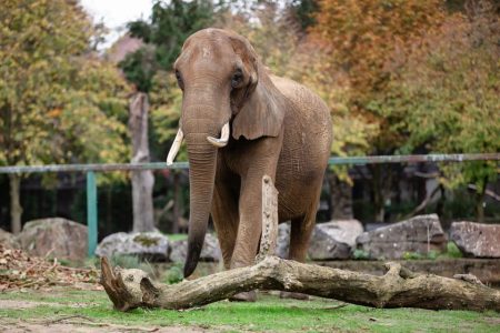 Portugal to open first major European elephant sanctuary Portugal to open first major European elephant sanctuary