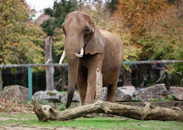 Portugal to open first major European elephant sanctuary