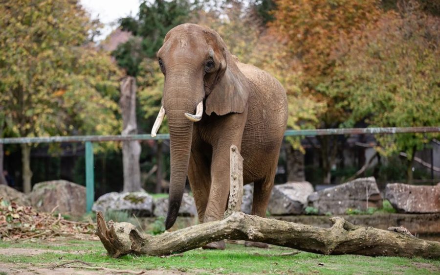 Portugal to open first major European elephant sanctuary