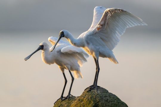 The return of black-faced spoonbills marks the start of bird-watching season in the GBA