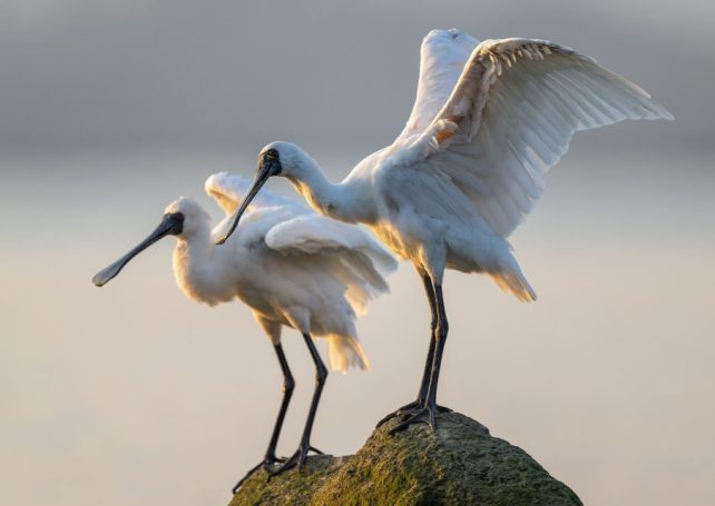 The return of black-faced spoonbills marks the start of bird-watching season in the GBA