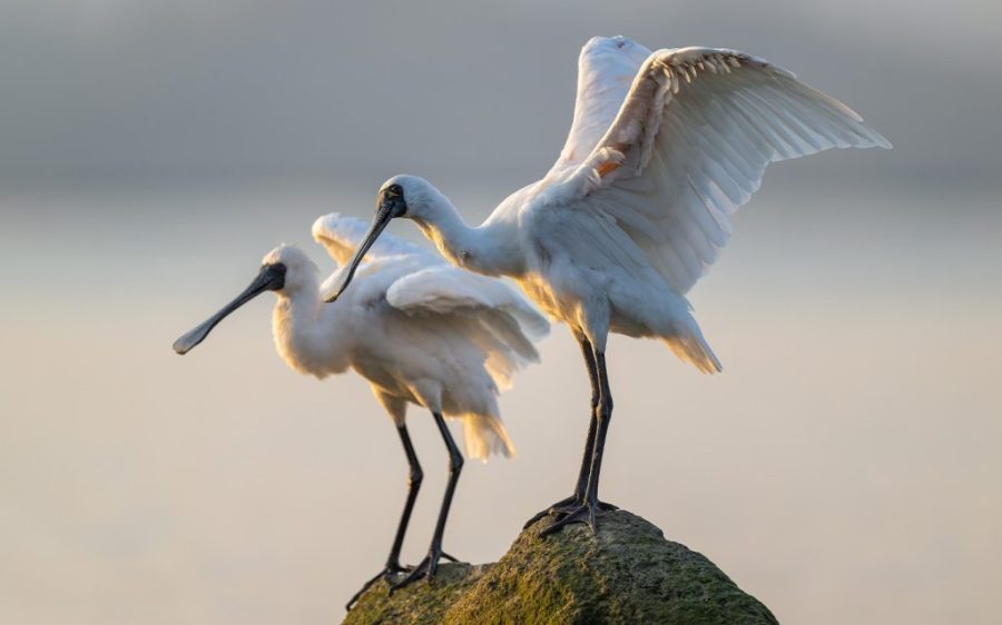 The return of black-faced spoonbills marks the start of bird-watching season in the GBA