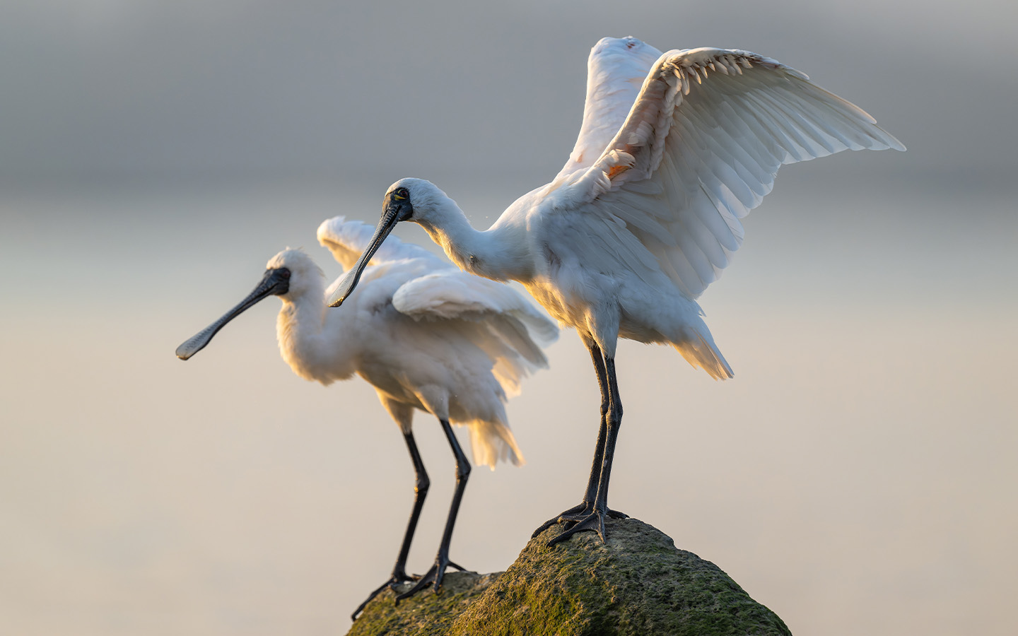 The return of black-faced spoonbills marks the start of bird-watching season in the GBA