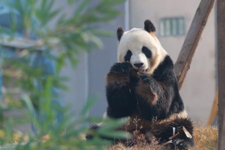 China’s latest giant panda base opens to the public
