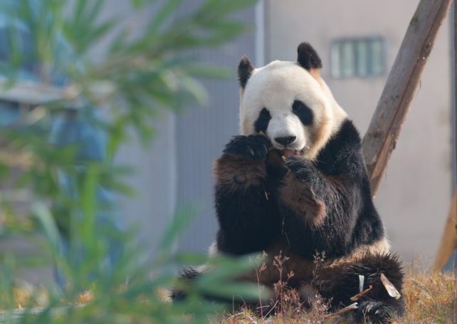 China’s latest giant panda base opens to the public