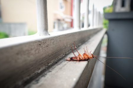 A Japanese insecticide company held a memorial service for all the bugs it killed