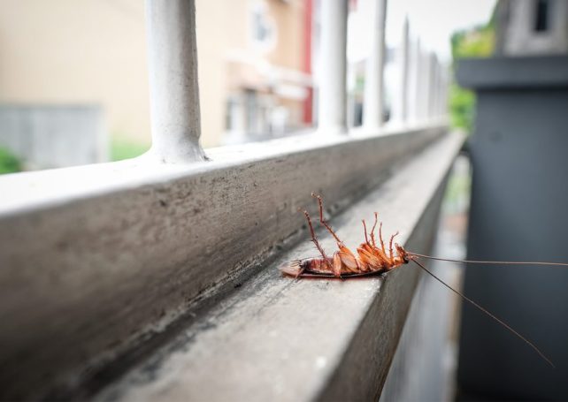 A Japanese insecticide company held a memorial service for all the bugs it killed