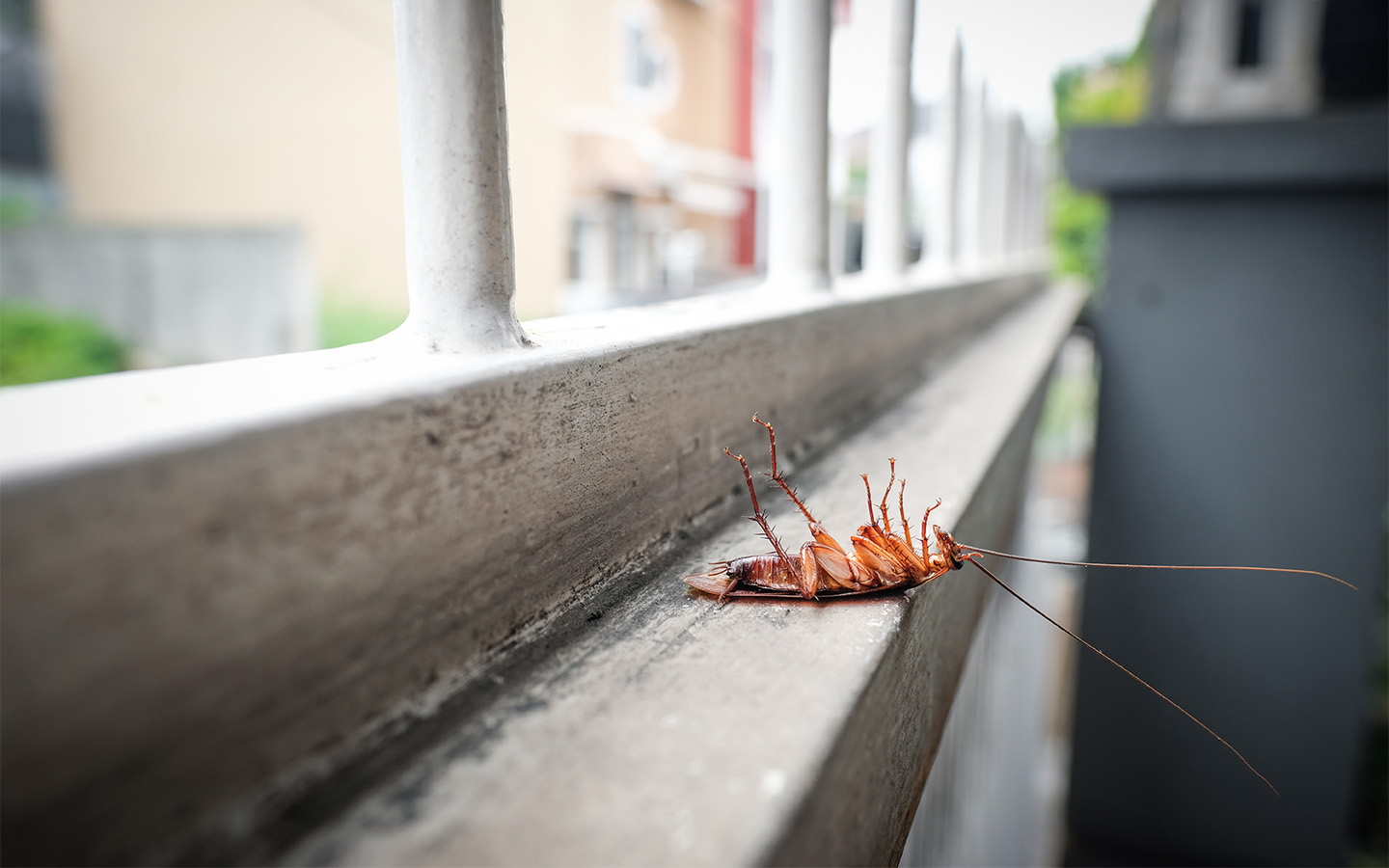 A Japanese insecticide company held a memorial service for all the bugs it killed
