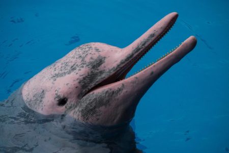 Chinese broadcaster and BBC team up for landmark co-production ‘Wild Guangdong’ Chinese broadcaster and BBC team up for landmark co-production ‘Wild Guangdong’