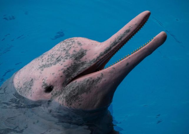 Chinese broadcaster and BBC team up for landmark co-production ‘Wild Guangdong’