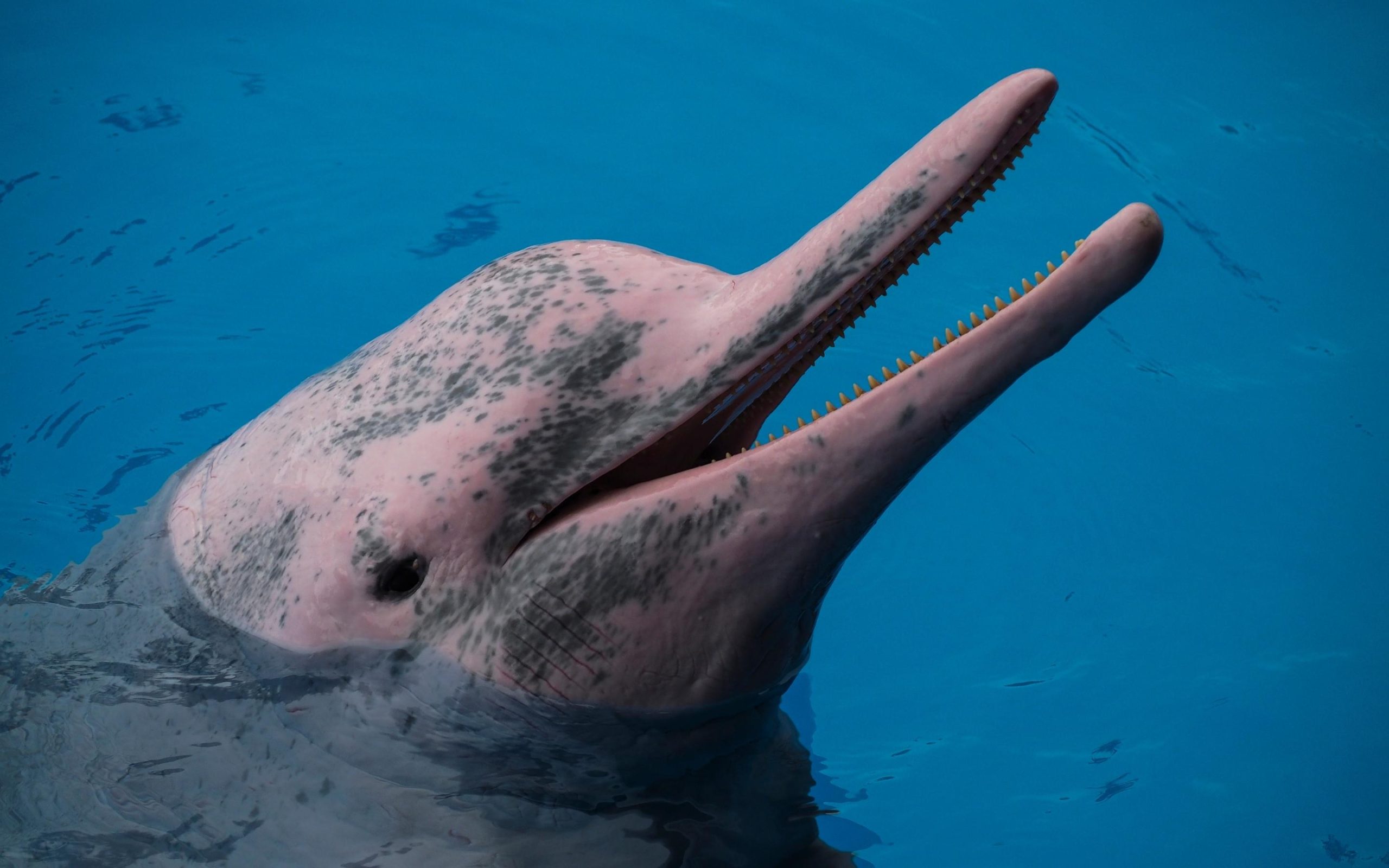 Chinese broadcaster and BBC team up for landmark co-production ‘Wild Guangdong’