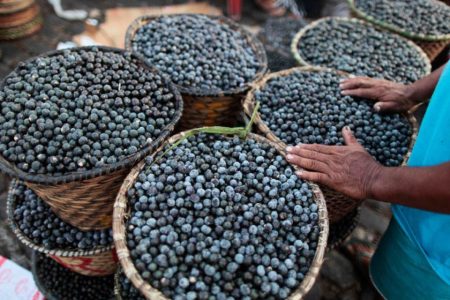 Açaí has been named Brazil’s national fruit in a bid to combat biopiracy Açaí has been named Brazil’s national fruit in a bid to combat biopiracy
