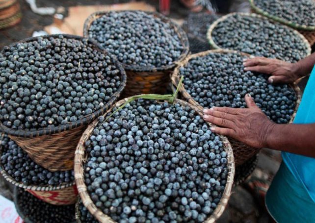 Açaí has been named Brazil’s national fruit in a bid to combat biopiracy