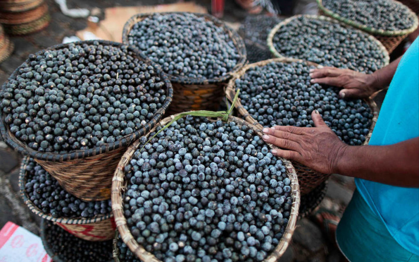 Açaí has been named Brazil’s national fruit in a bid to combat biopiracy