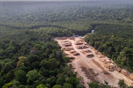 Deforestation in the Brazilian Amazon is on track for a record low Deforestation in the Brazilian Amazon is on track for a record low