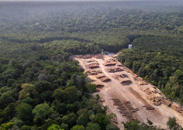 Deforestation in the Brazilian Amazon is on track for a record low
