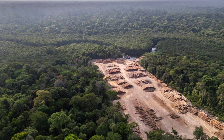 Deforestation in the Brazilian Amazon is on track for a record low