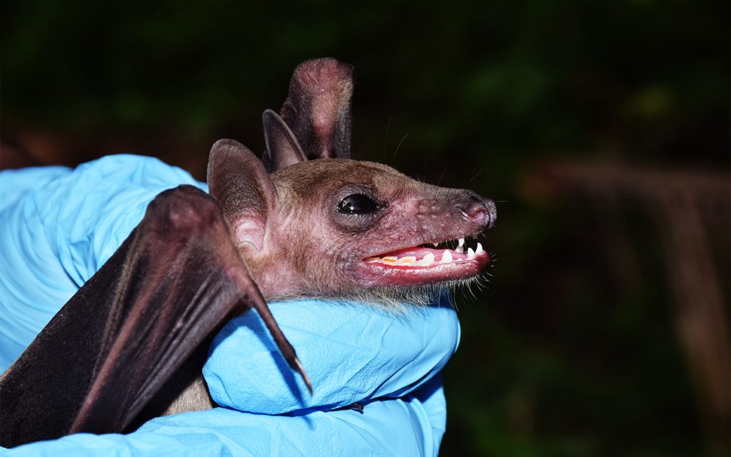 What is Nipah virus, the deadly disease that’s sparking precautions around Asia?